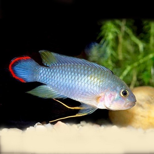 Apistogramma pandurini